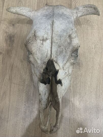 Продам череп коровы