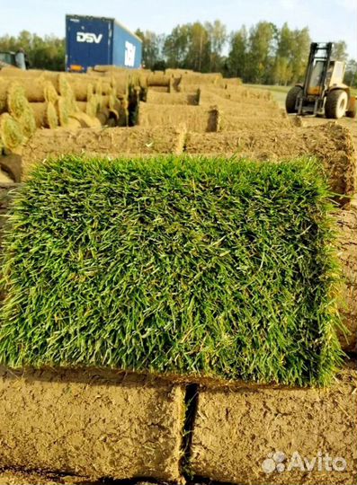 Рулонный газон от производителя