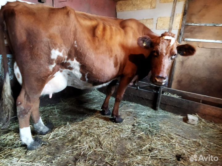 Корова высокоудойная