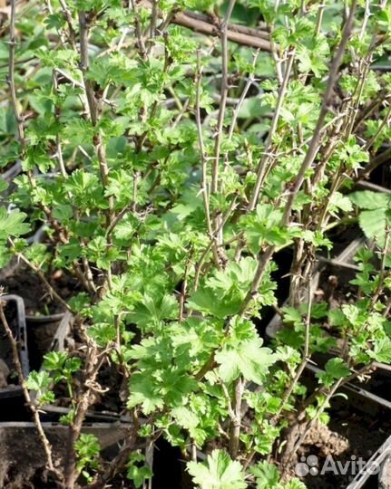 Саженцы крыжовника Колобок