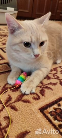 Персиковая Кошка