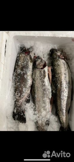 Форель свежая