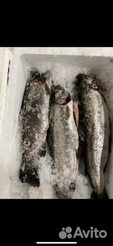 Форель свежая
