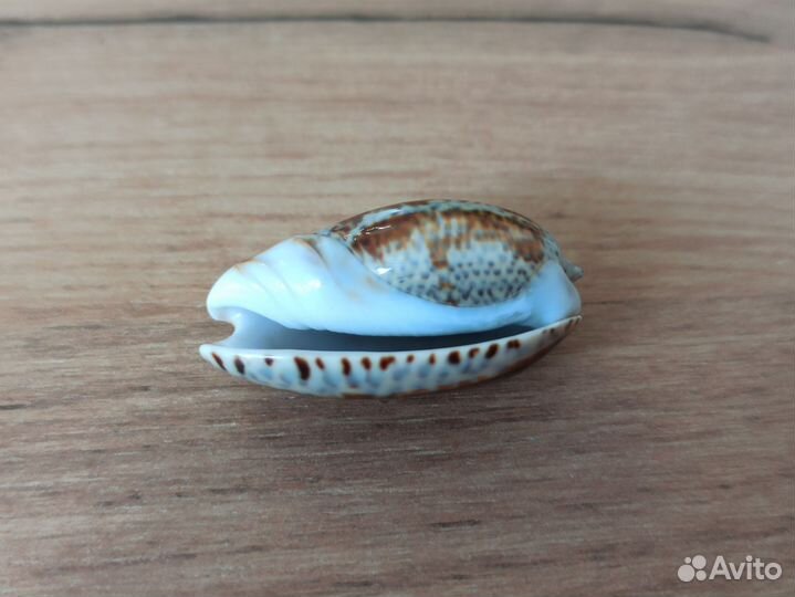 Морская раковина