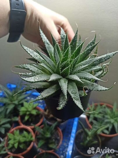 Суккуленты, хаворти, гастерии, алое