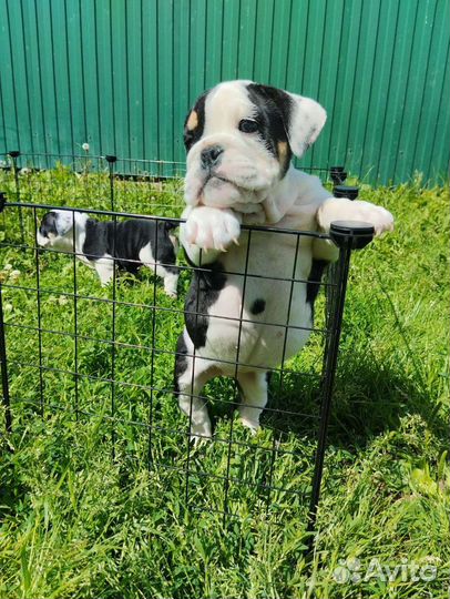 Английский бульдог девочка
