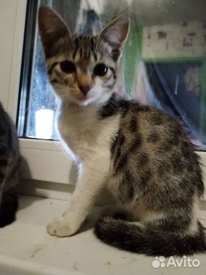 Отдам бесплатно