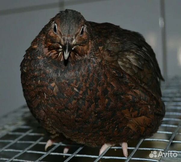 Перепела (мясо,яйца,цыплята)