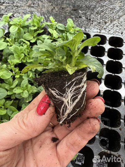 Черенки вегетативных растений