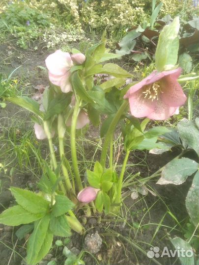 Крокусы и другие цветы