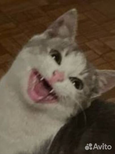 Котик в добрые руки