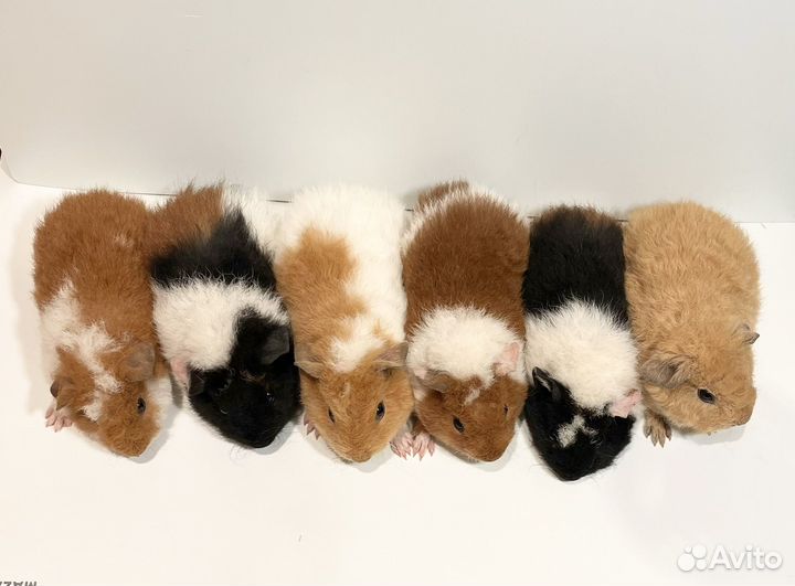 Морская свинка американский Тедди