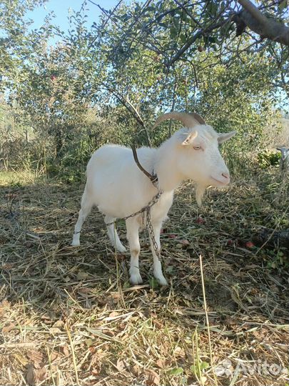 Молодые козочки зааненские под покрытие