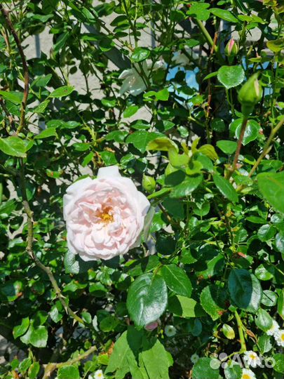 Роза плетистая, нью доун