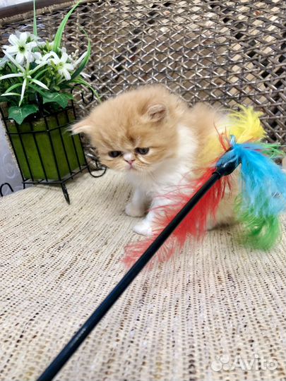 Персидские котята экзоты