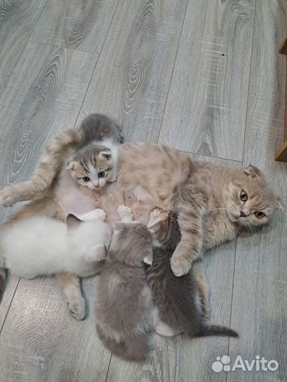 Вислоухие котята