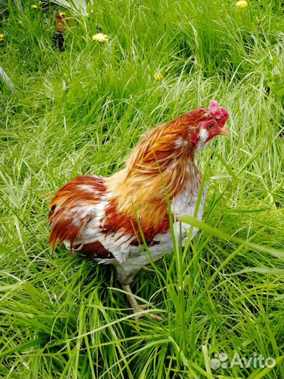 Араукана, петухи