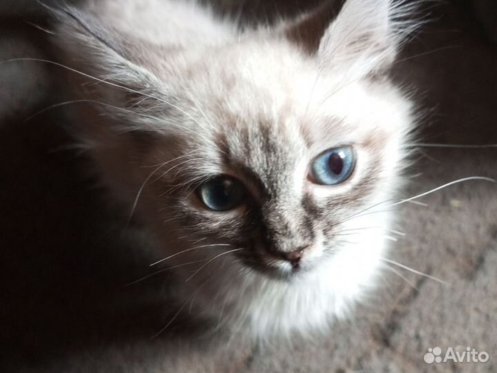 Невская маскарадная