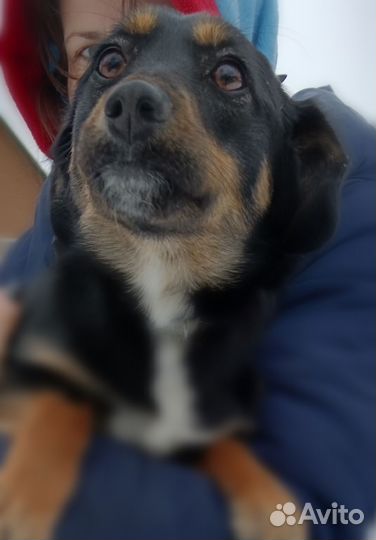 Маленькая собака