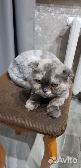 Отдам кошку в добрые руки