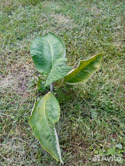 Девясил, золотой ус, бадан, ежевика садовая, дуб