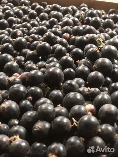 Клубника ягода