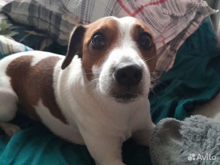 Вязка джек Рассел терьер