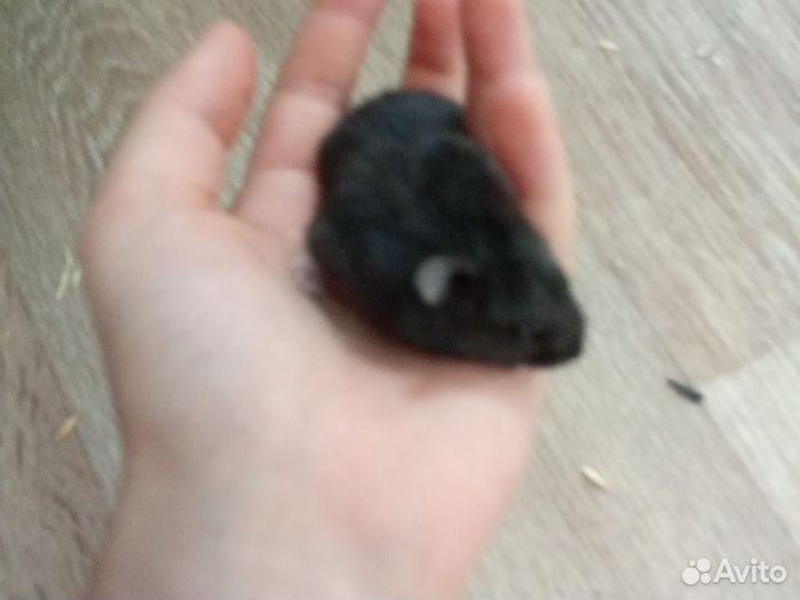 Джунгарский хомяк