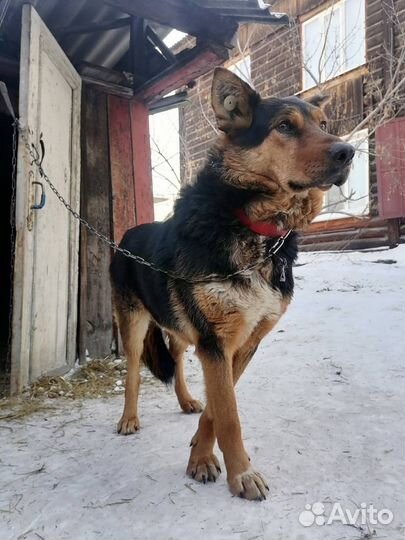 Немецкая овчарка