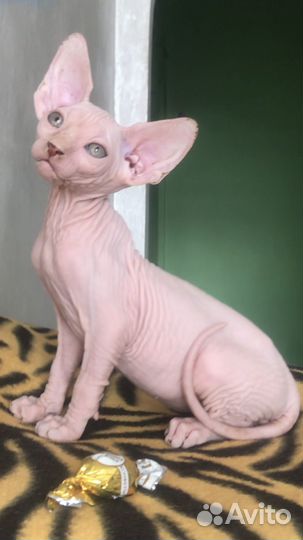 Канадский сфинкс котенок документами