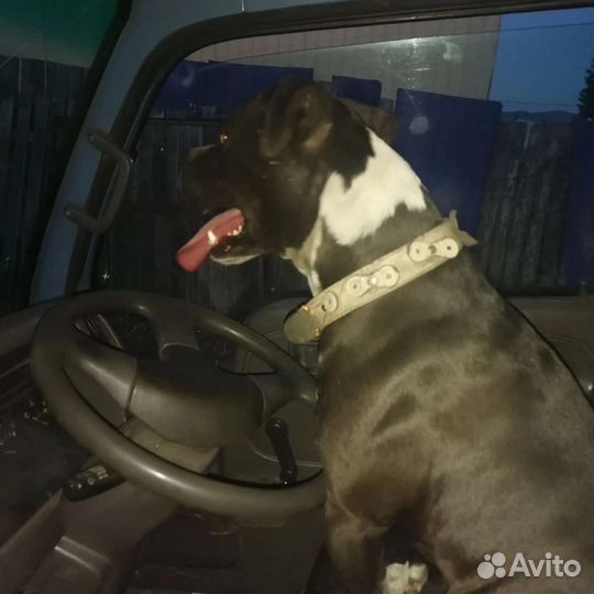 Ищем невесту
