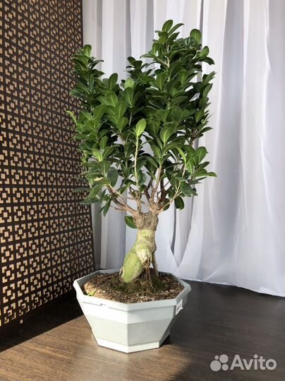 Бонсай фикус гинсенг