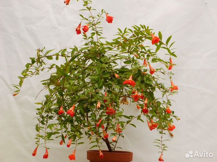 Комнатное растение гранат карликовый