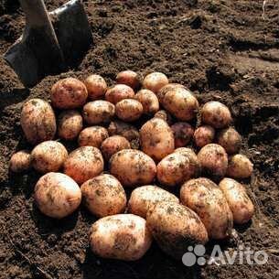 Семенной картофель