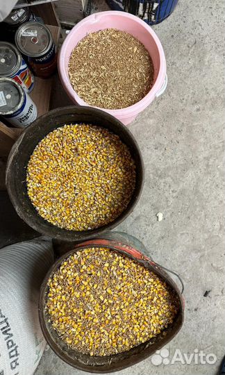 Корм кукуруза пшеница