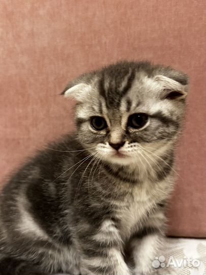 Шотландская кошка