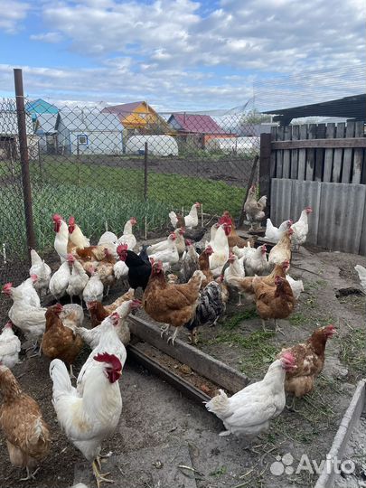 Молодые петухи