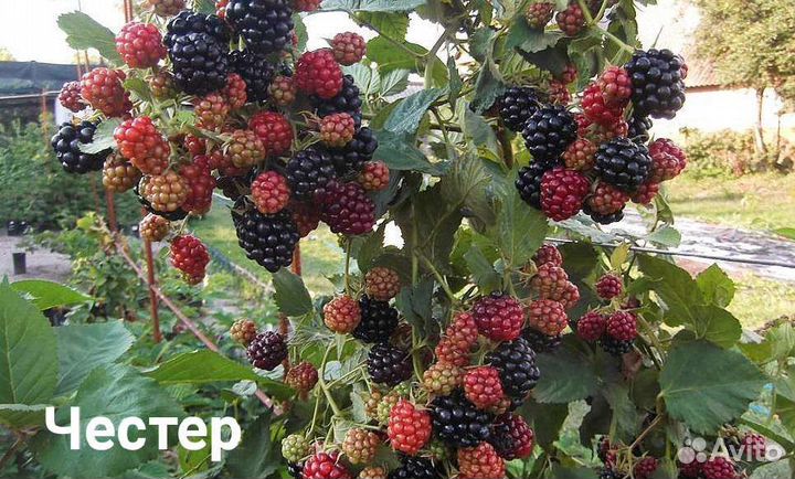 Ежевика (много сортов)