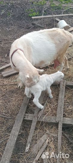 Коза дойная молочная