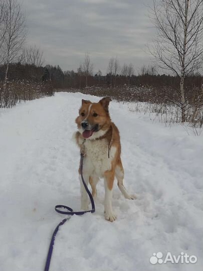 Выгул собак и передержка