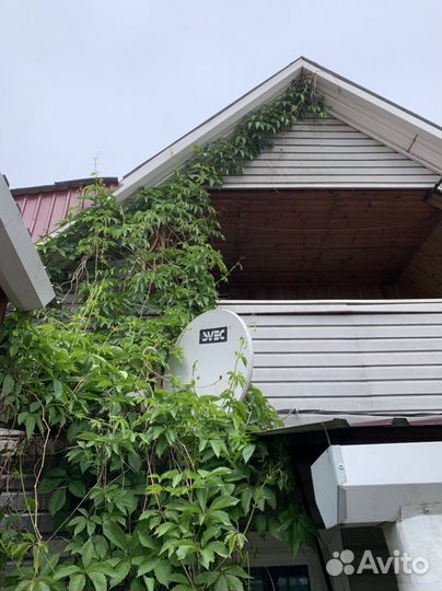 Девичий виноград