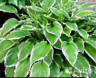 Хоста растение