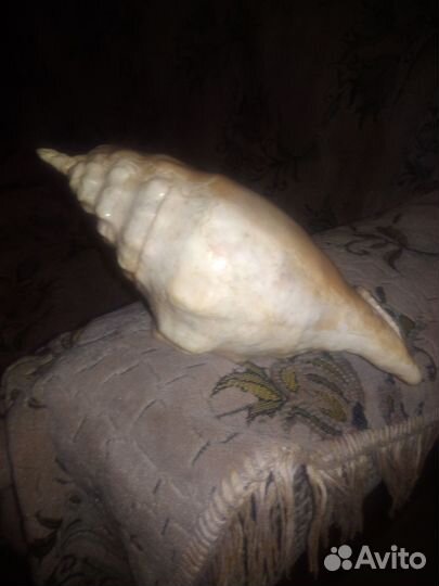 Камень ракушка