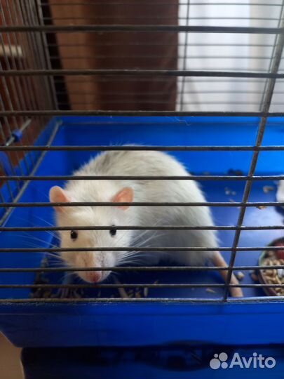 Отдам в добрые руки,очень добрый крыс