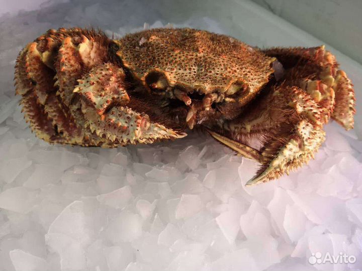 Клешни краба Стригуна/Волосатик