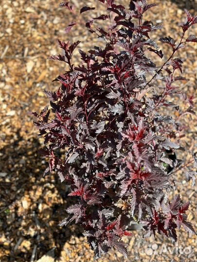 Пузыреплодник калинолистный