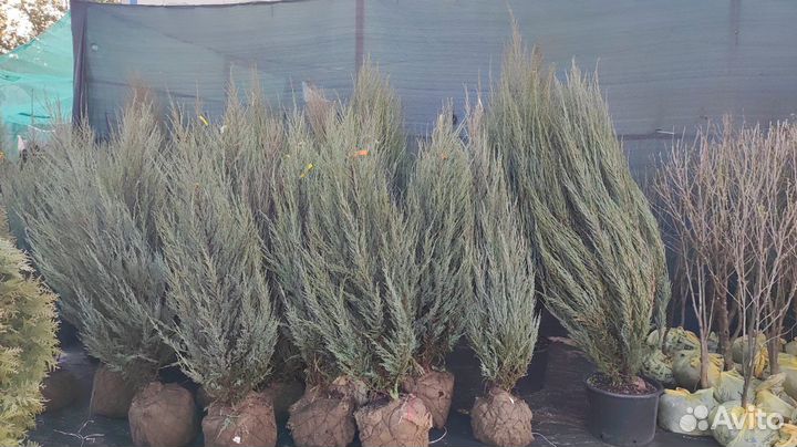 Можжевельник скальный Блю Эрроу