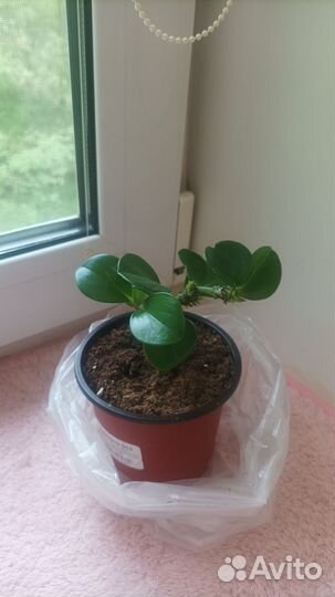 Комнатные цветы