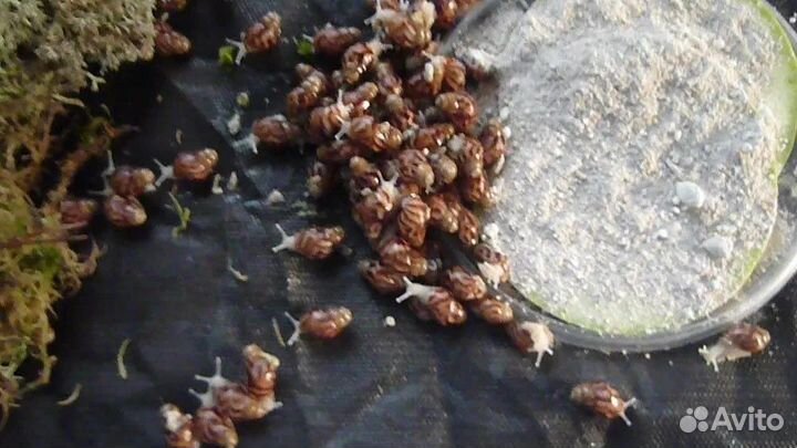 Кальцесмесь для птиц и улиток