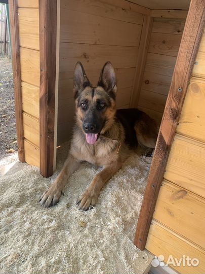 Щенки немецкой овчарки бесплатно